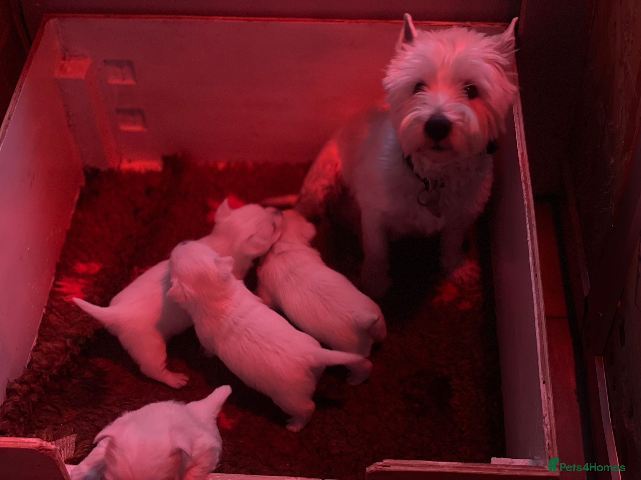 West Highland Terrier dogs West highland white terrier puppies - Advert 3