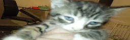 Mixed Breed cats for sale: Litter of 4  in Chatham - Advert 4
