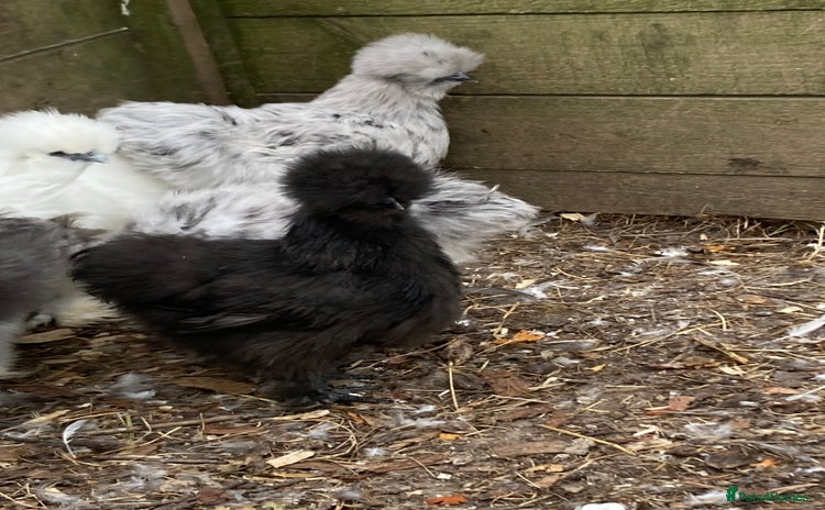 Chickens poultry - Advert 8