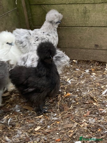 Chickens poultry - Advert 5