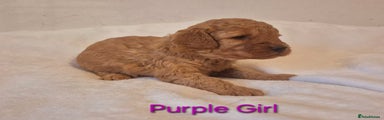 Miniature Poodle Purple Girl