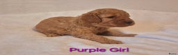 Miniature Poodle dogs for sale: Stunning Health Tested Red Miniature Poodles - Advert 10