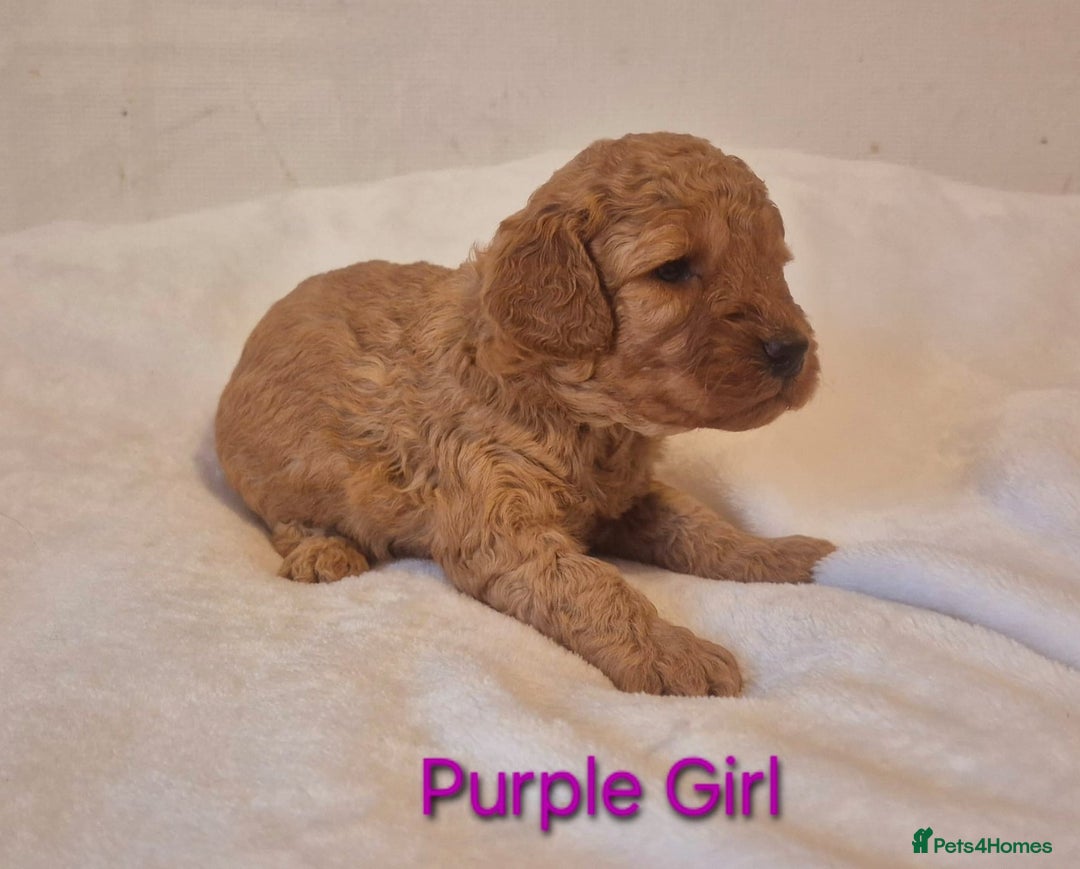 Miniature Poodle dogs for sale: Stunning Health Tested Red Miniature Poodles - Advert 10
