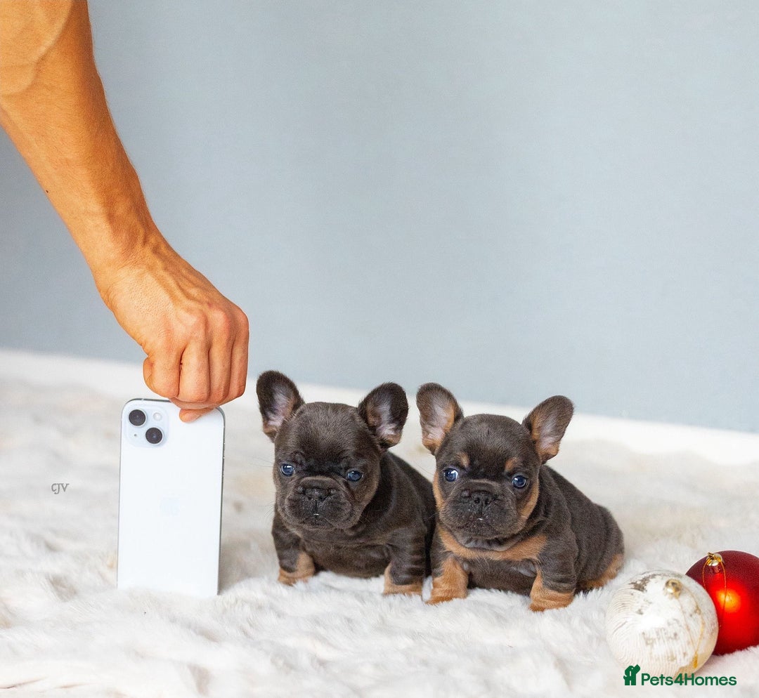 French Bulldog dogs for sale: High quality french bulldogs  - Advert 1