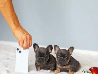 French Bulldog dogs High quality french bulldogs - Advert 14