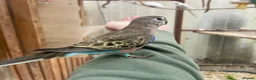 Parakeets birds for sale: Hand reared Bourkes Parakeets  - Advert 6