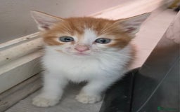 Mixed Breed cats for sale: Beautiful Calico Kittens - Image 13