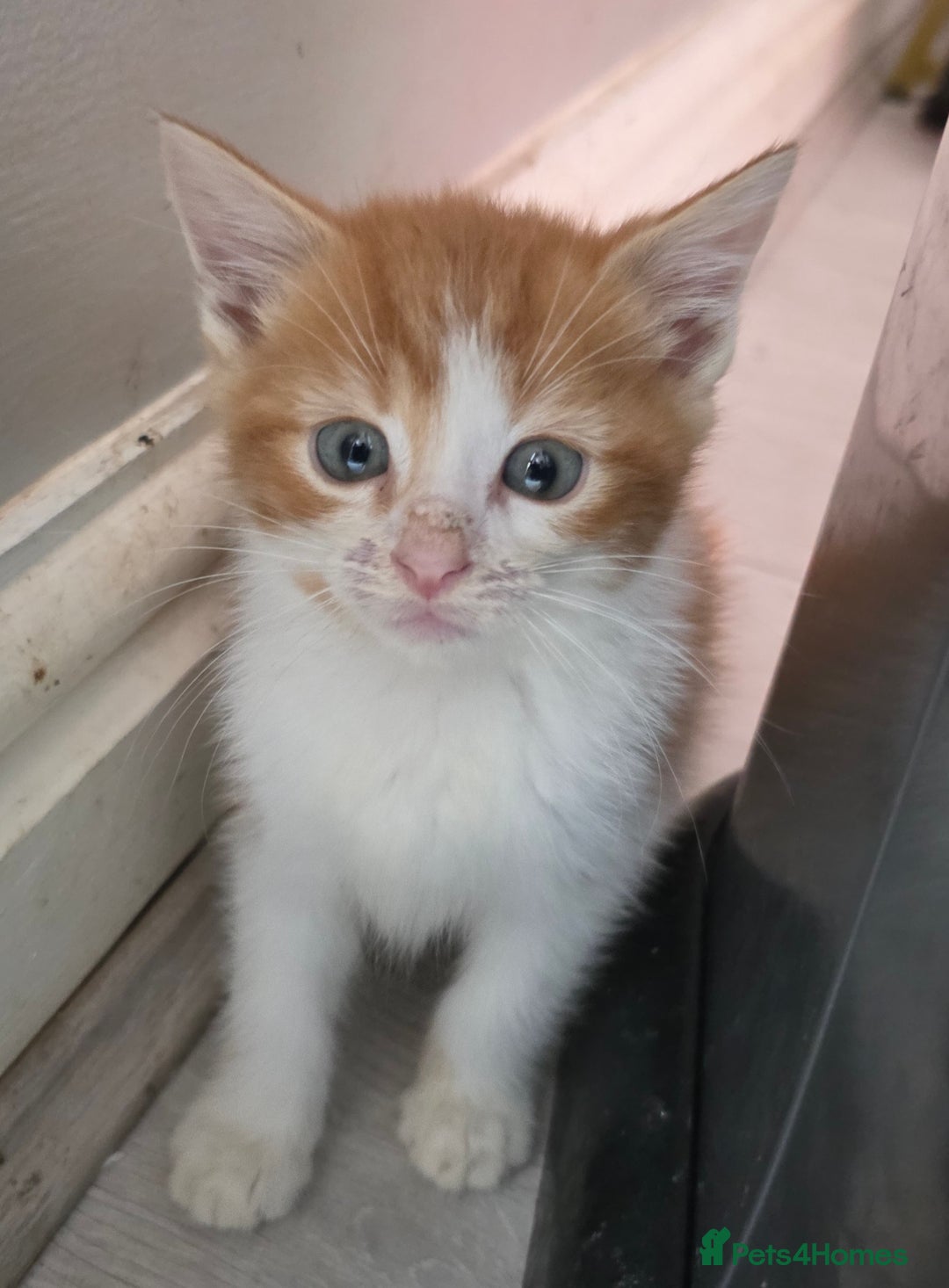 Mixed Breed cats for sale: Beautiful Calico Kittens - Image 13