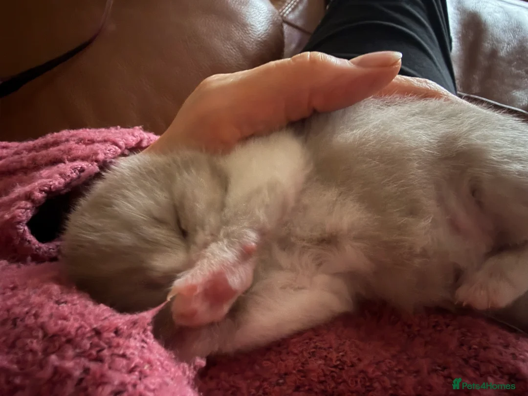 Brazilian Shorthair cats for sale: Lilac and Lilac & White - Advert 5