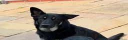 German Shepherd dogs for sale: German Shepherd Pups! Grey or black & tan!  - Advert 1