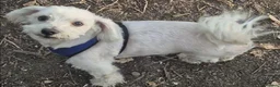 Maltese dogs for sale: Maltese dogs - Advert 5