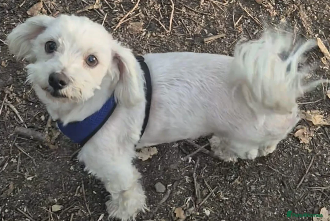 Maltese dogs for sale: Maltese dogs - Advert 5