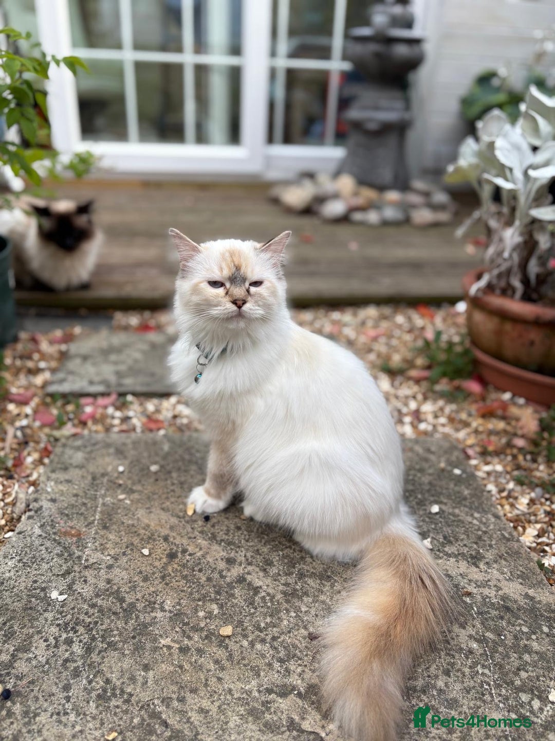 Ragdoll cats for sale: Rarest colour pedigree Ragdoll kittens - Image 8