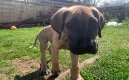 Great Dane dogs for sale: Only 3 left - Pedigree Great Dane Puppies in Dumfries - Image 2