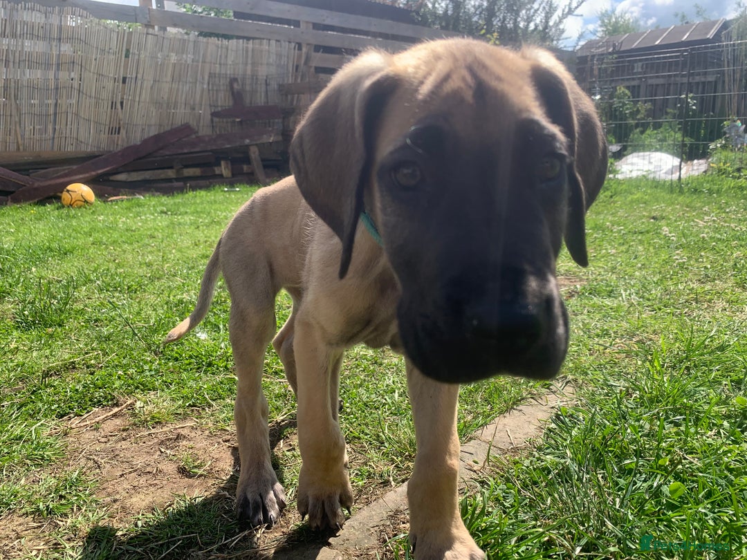 Great Dane dogs for sale: Only 3 left - Pedigree Great Dane Puppies in Dumfries - Image 2