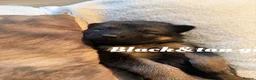 German Shepherd dogs for sale: Glenconner German Shepherds  - Advert 5