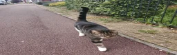 Domestic Shorthair cats for sale: Beautiful tabby 6 years old male cat  - Advert 2