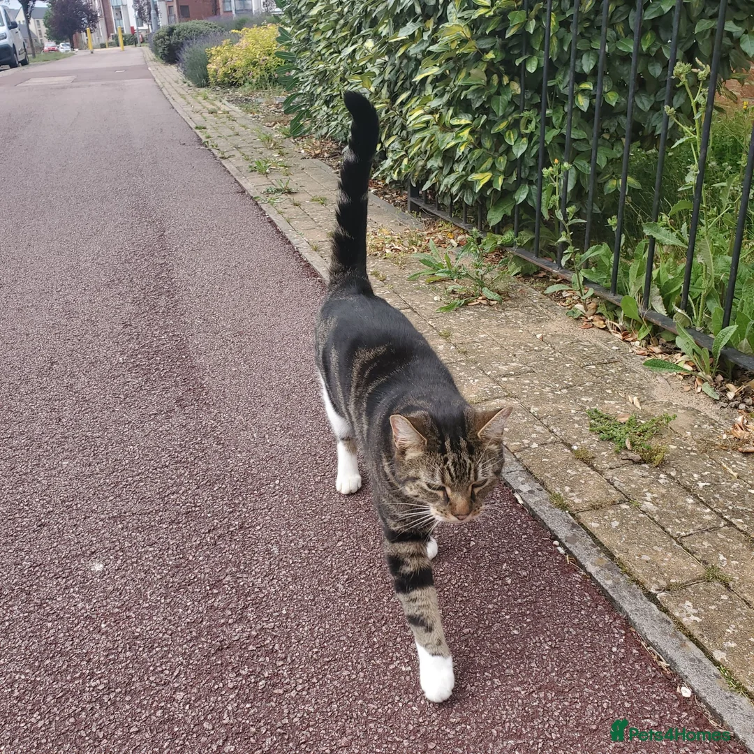 Domestic Shorthair cats for sale: Beautiful tabby 6 years old male cat  - Advert 2