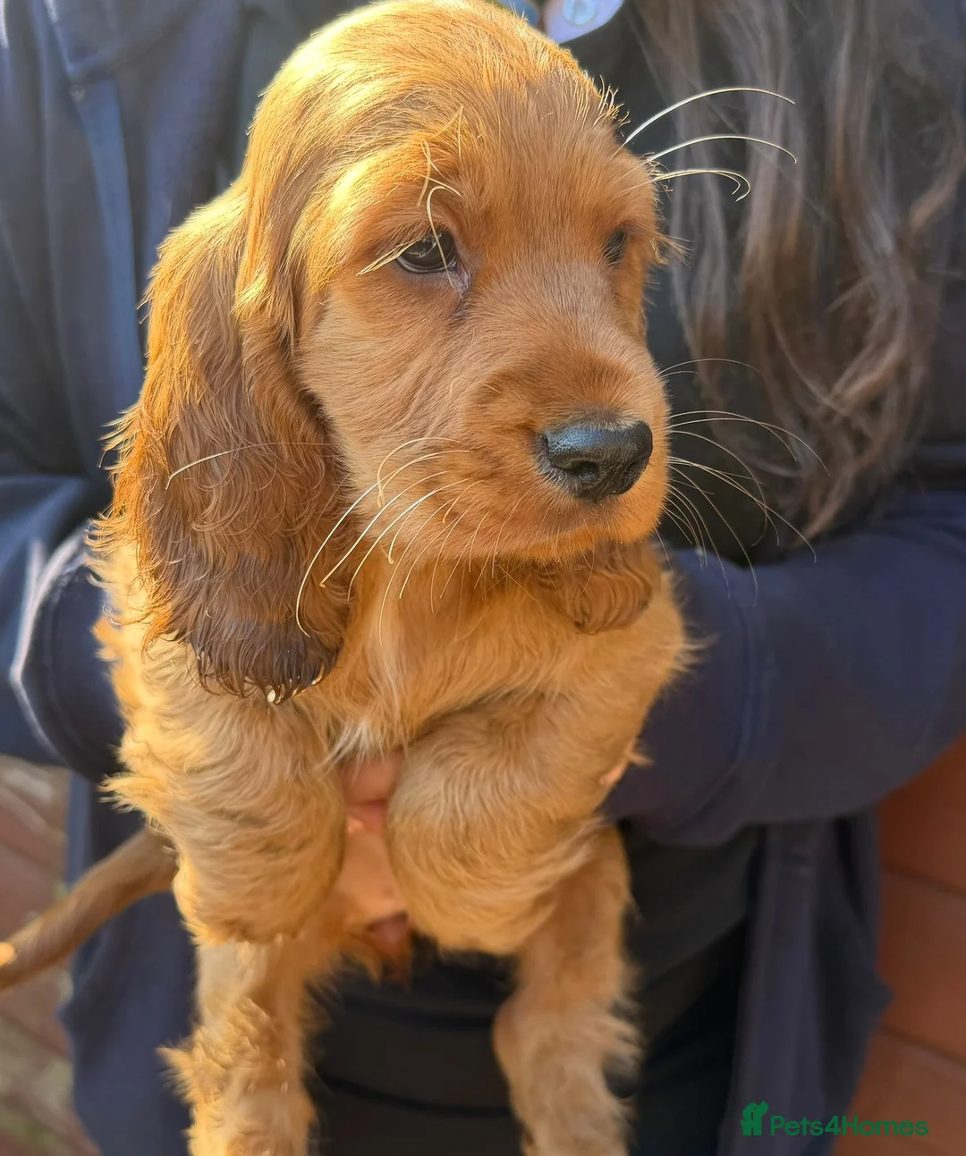 Cocker Spaniel dogs for sale: Cocker spaniel puppies  - Advert 20