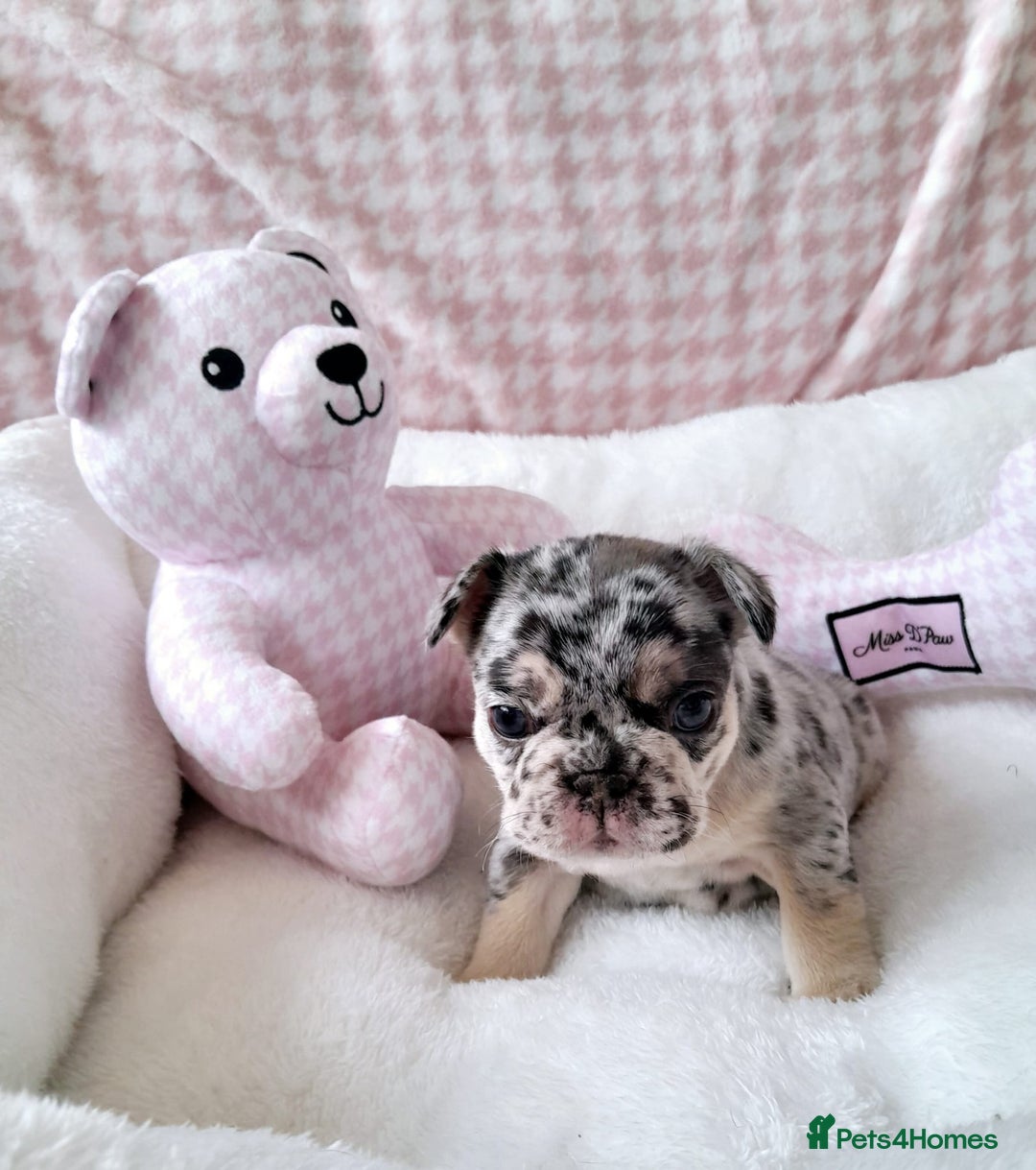 French Bulldog dogs for sale: French bulldog , merle, platinum, fluffy carriers. - Image 29