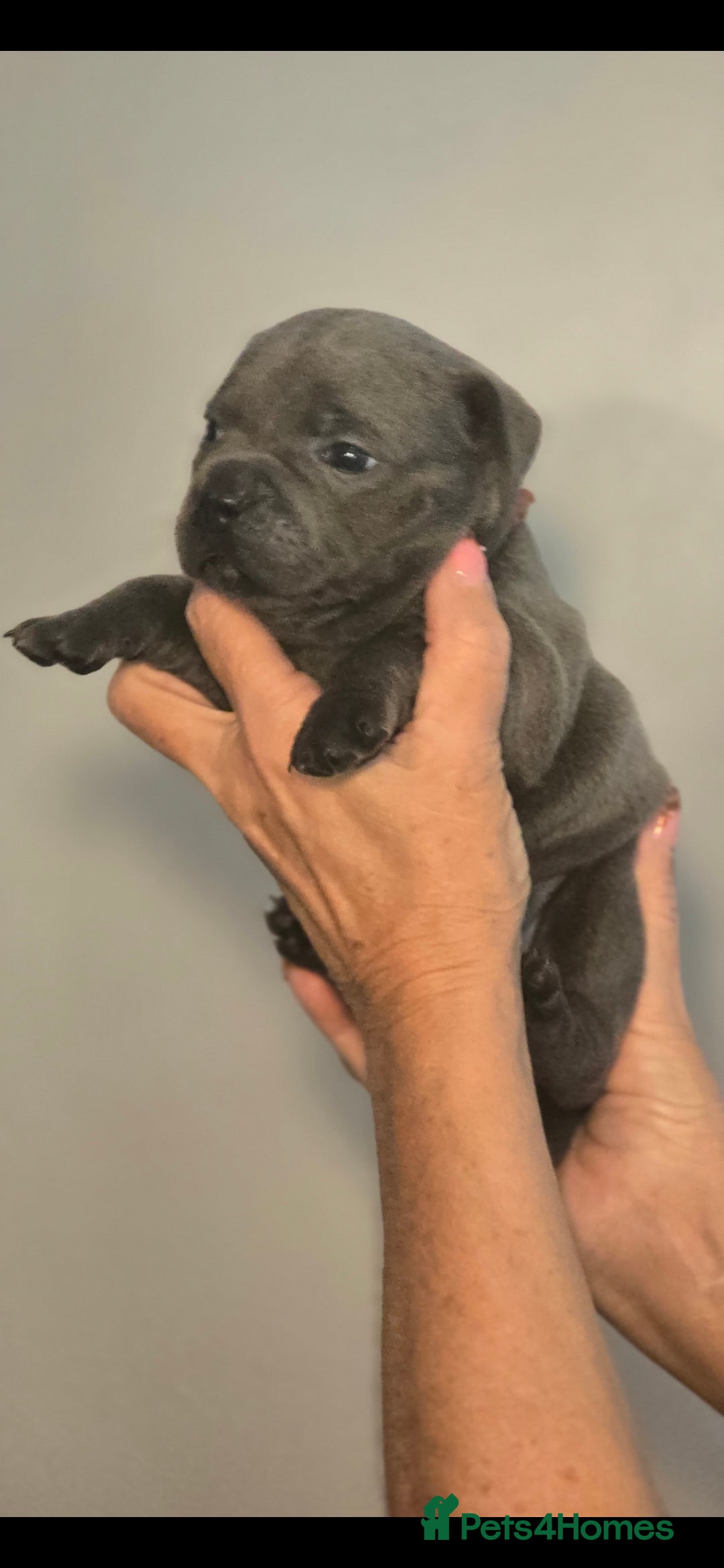 Staffordshire Bull Terrier dogs Blue staffie pups 🐶  - Advert 2