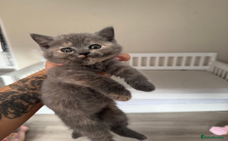 British Shorthair cats - Advert 3