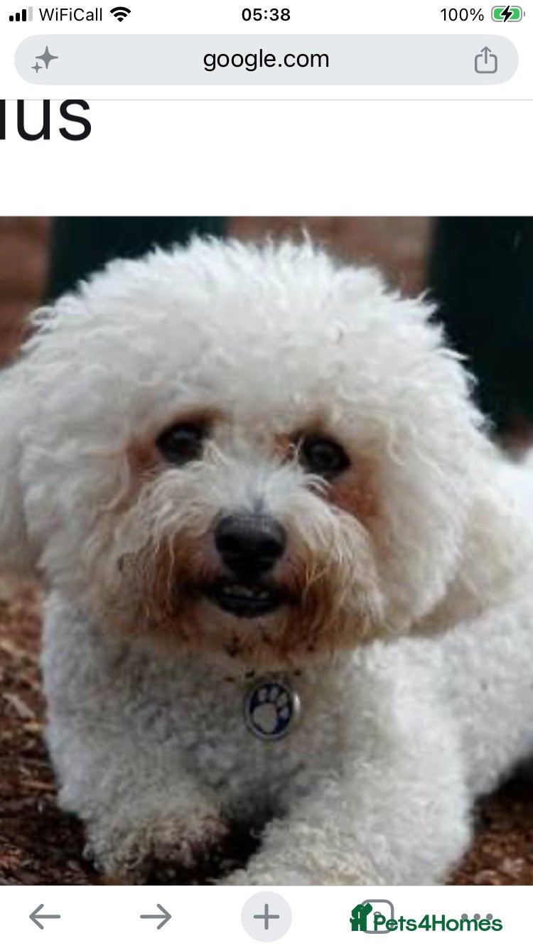 Bichon Frise dogs Female dog for sale - Advert 1