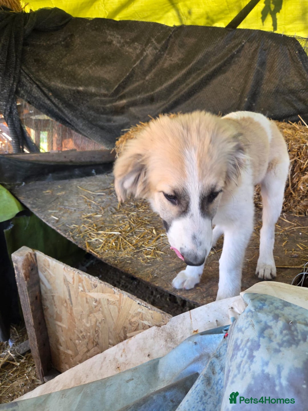 Mixed Breed dogs for adoption: Cleo - Gentle, Observant & Full of Heart 💛🐾 - Advert 4