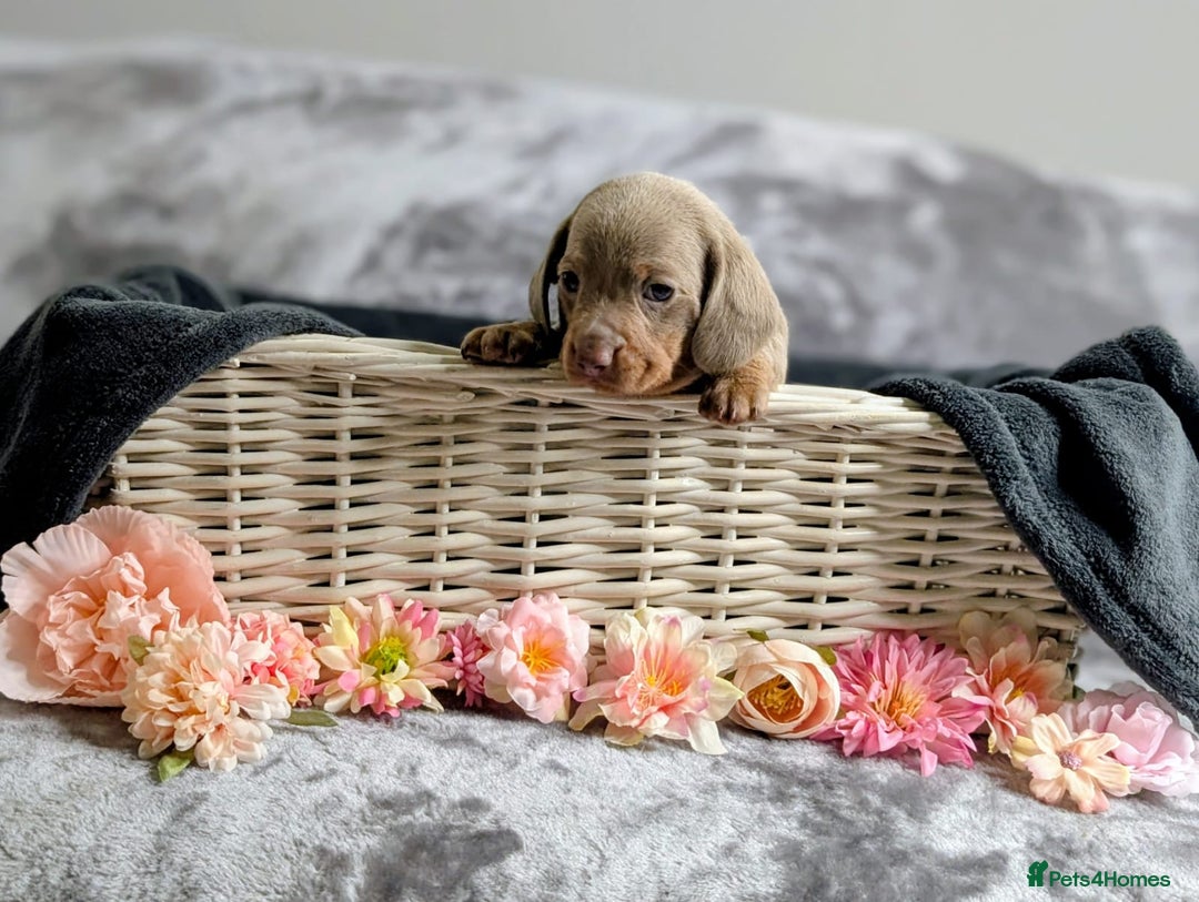 Miniature Dachshund dogs for sale: Adorable little of miniature daschunds  - Advert 27