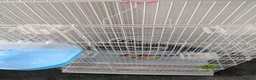 Mixed Breed birds for sale: Bird cage for sale. XXL BRAND NEW accessories Inc. in Dartford - Advert 5