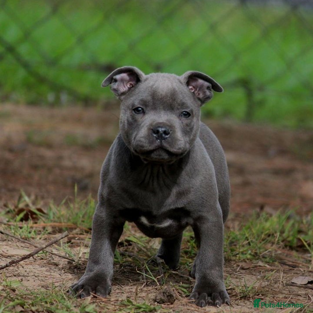 Staffordshire Bull Terrier dogs for sale: SOLID BLUE TEDDY BEARS STAFFS 🐻  - Advert 15