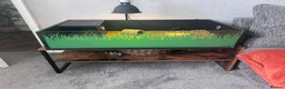 Hermann Tortoise reptiles for sale: Hermann Tortoise in Blackwood - Advert 10