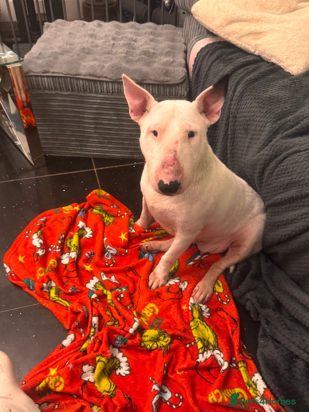 English Bull Terrier dogs for sale: Kc registered female English bull terrier  - Advert 2
