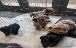 Cockapoo dogs for sale: Cockapoo puppies for sale  - Advert 5