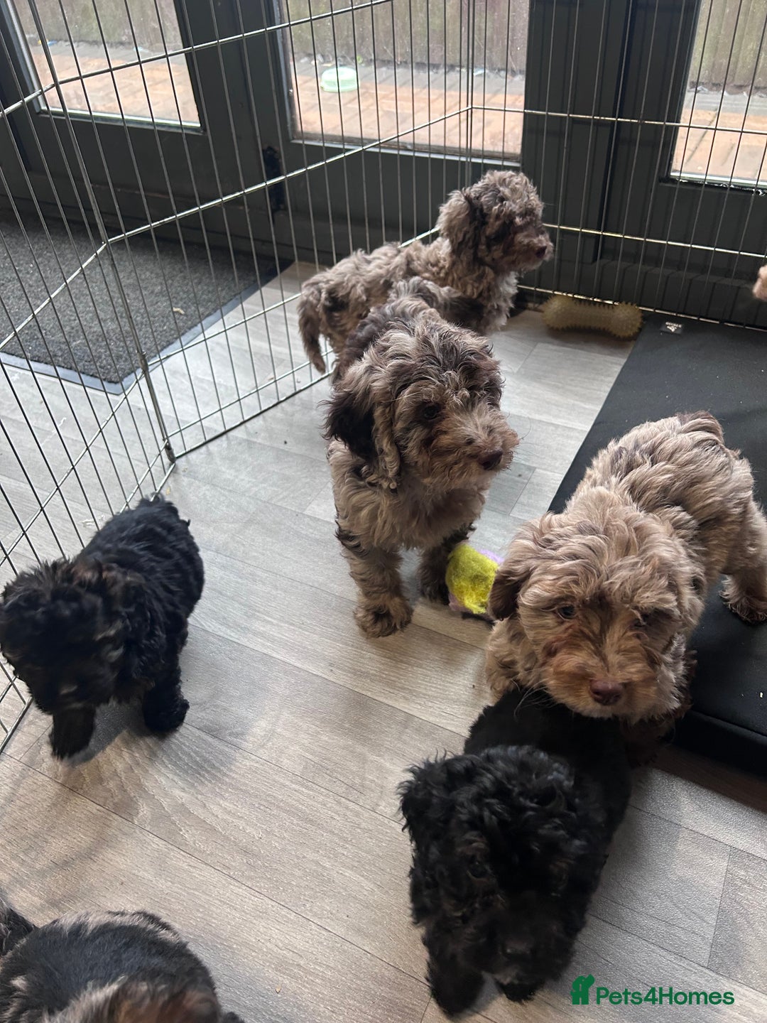 Cockapoo dogs for sale: Cockapoo puppies for sale  - Advert 5