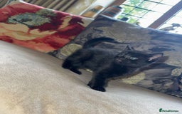 Mixed Breed cats for sale: Russian blue cross black and tabby kittens  - Advert 10