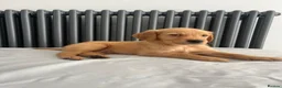 Golden Retriever dogs for sale: KC Fox Red Golden Retriever Puppies  - Advert 16