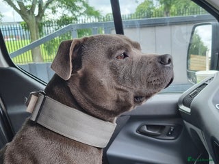 Staffordshire Bull Terrier dogs in Barnsley - Advert 21