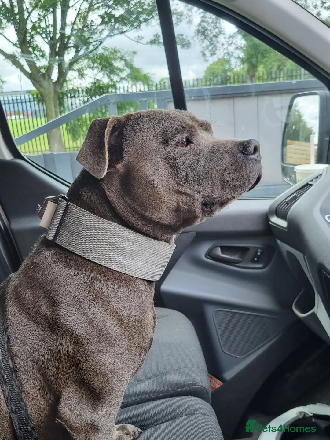 Staffordshire Bull Terrier dogs for stud: stunning blue stud in Barnsley - Advert 1