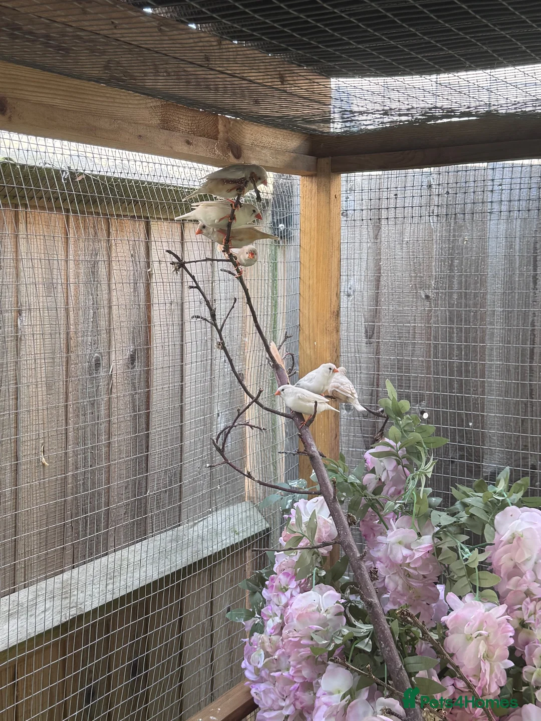 Finches birds for sale: Zebra Finch Chicks - Advert 2