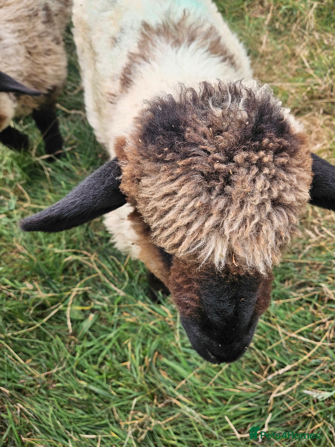 Sheep livestock for sale: Organic Swiss Valais X Suffolk lambs - Image 4