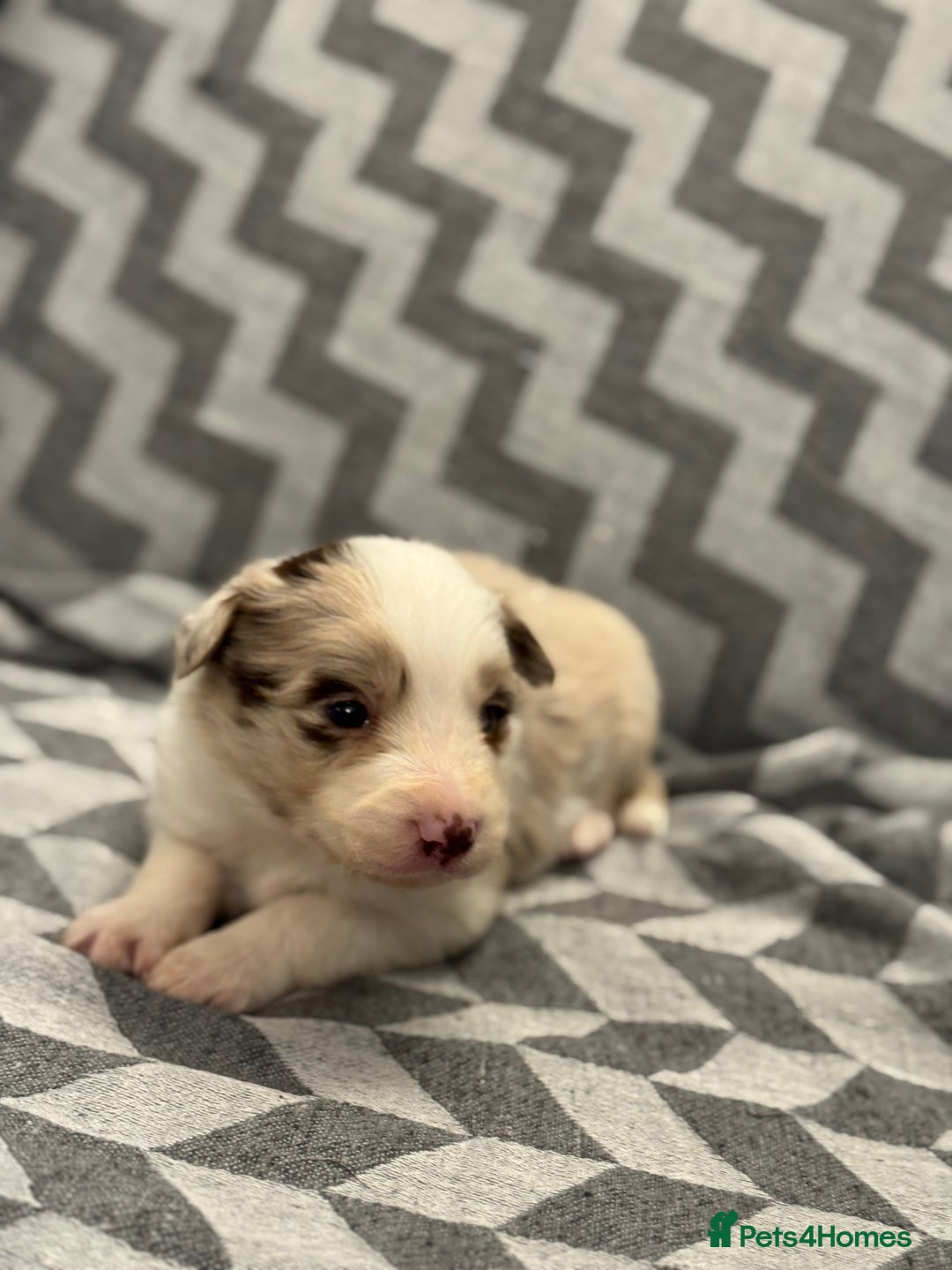 Border Collie dogs for sale: KC Reg (Pending) Border Collie Puppies For Sale - Advert 13