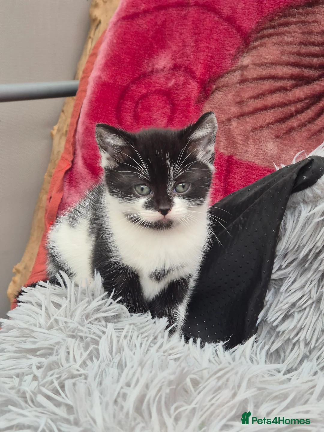 Mixed Breed cats for sale: 5 little kitten  - Advert 10