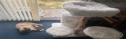 Ragdoll cats for sale: 🏆Outstanding Pedigree Ragdolls.  - Advert 4