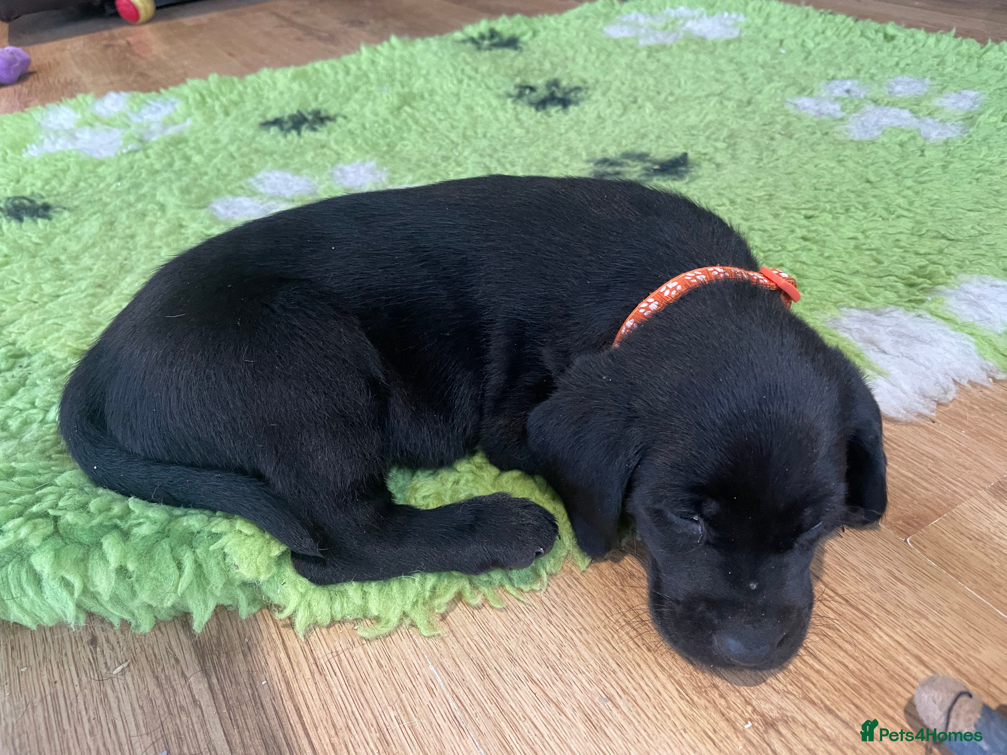 Labrador Retriever dogs KC registered Labrador puppies  - Advert 10