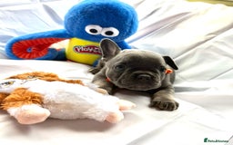 French Bulldog dogs for sale: French bulldog puppies - Image 12