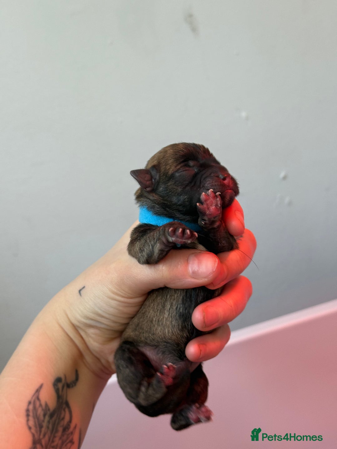 Mixed Breed dogs for sale: Mixed Breed Puppies - Image 6