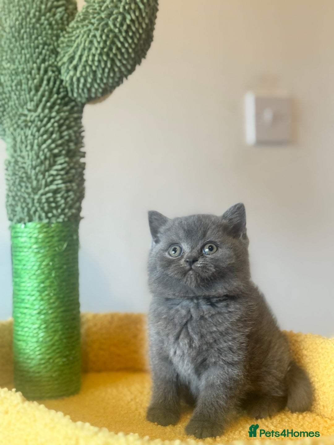British Shorthair cats for sale: Blue British shorthair 🏆🏆🏆💙💙💙 - Advert 5