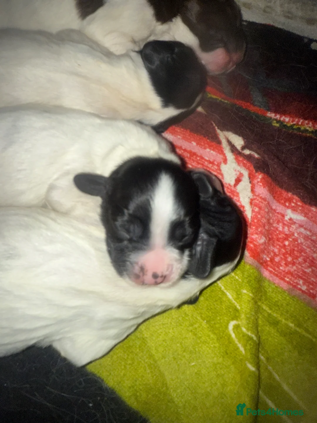 English Springer Spaniel dogs for sale: English springer spaniels puppies  in Abertillery - Advert 6