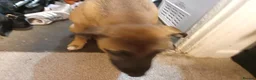 Mixed Breed dogs for sale: Nova  in Market Drayton - Advert 8